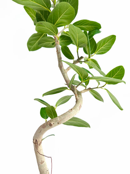 現品商品@3 ベンガレンシス 6号（高さ：80cm、幅：30cm）