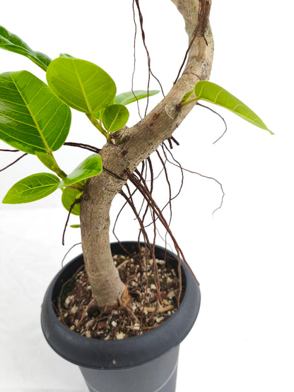 現品商品@6 アルテシマ 6号（高さ：91cm、幅：37cm）