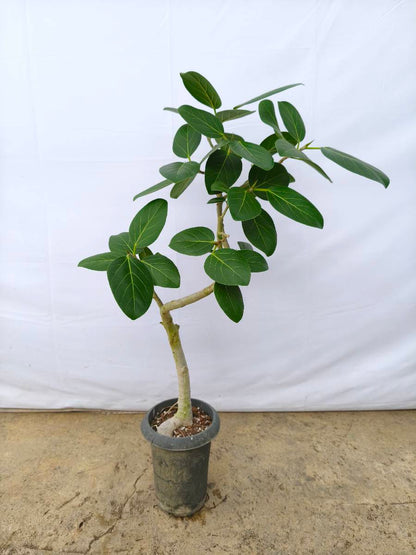 現品商品@2 ベンガレンシス 6号（高さ：94cm、幅：58cm）
