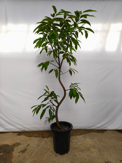 現品商品＠4 アムステルダム 10号（高さ：182cm、幅：70cm）