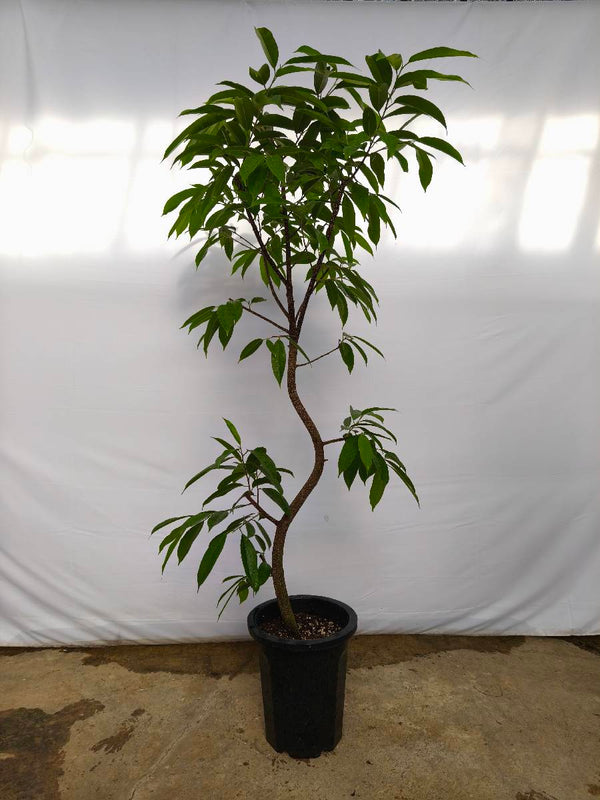 現品商品＠4 アムステルダム 10号（高さ：182cm、幅：70cm）