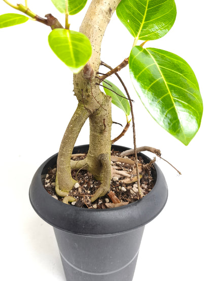 現品商品@2 アルテシマ 6号（高さ：94cm、幅：50cm）