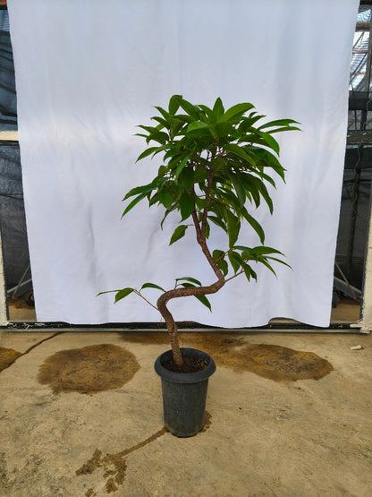 現品商品＠2 アムステルダム 6号（高さ：99cm、幅：55cm）