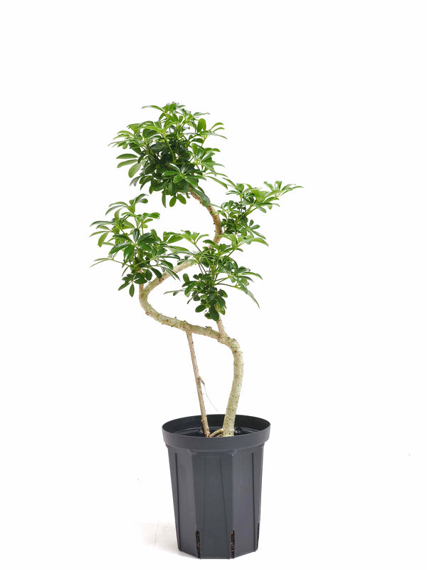 現品商品@3 カポック・コンパクタ 5号（高さ：63cm、幅：32cm）