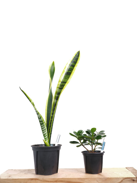 初心者向け 観葉植物2点セット #1