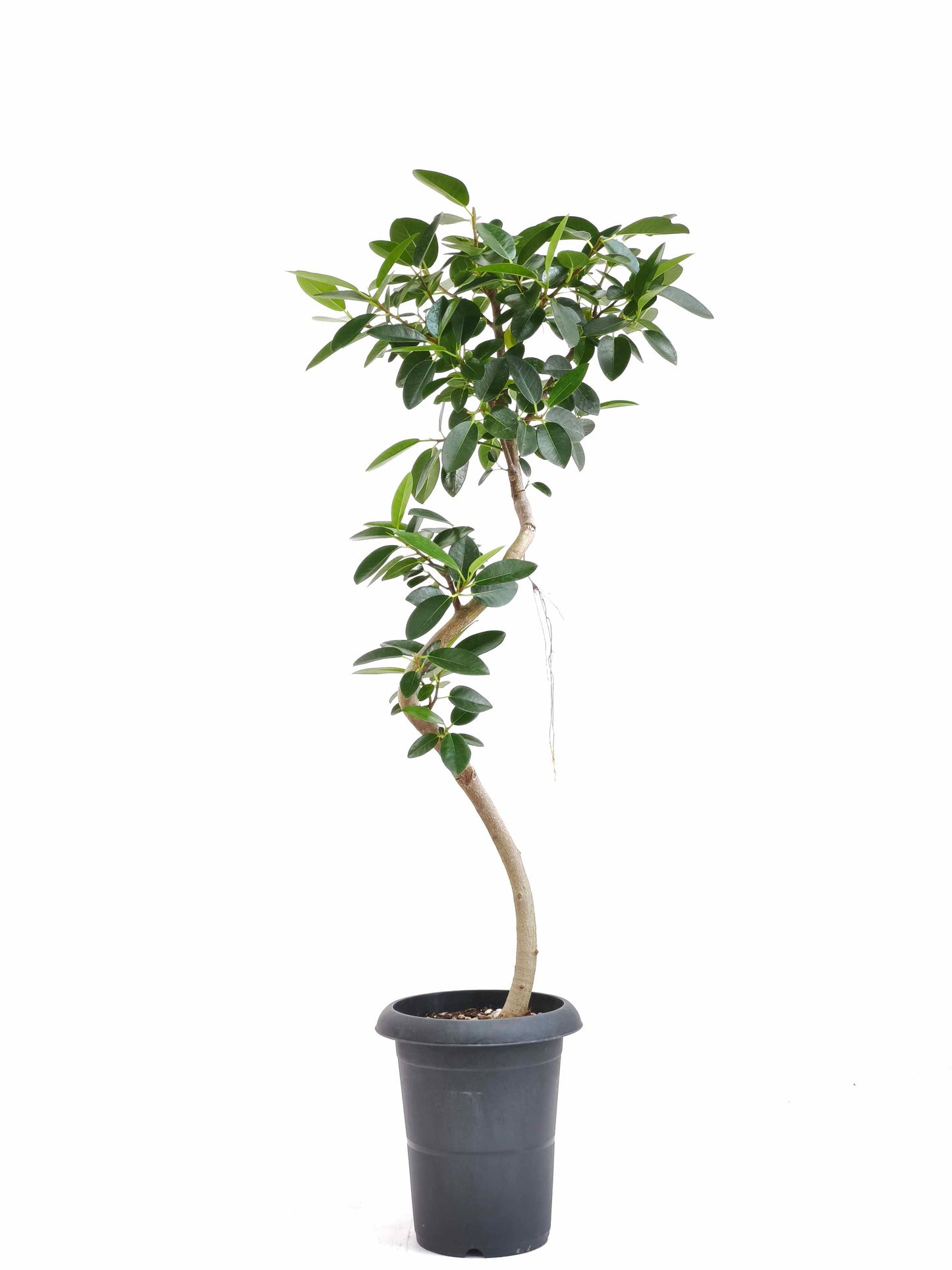 現品商品＠3 フランスゴム 6号（高さ：92.5cm、幅：35cm）