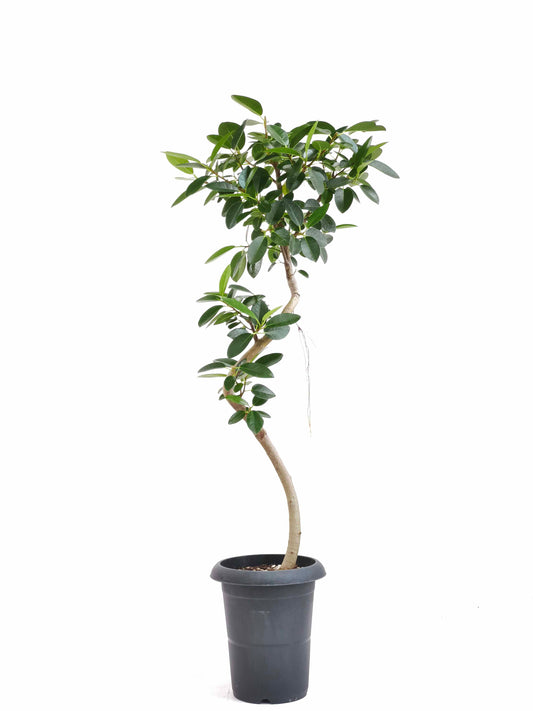 現品商品＠3 フランスゴム 6号（高さ：92.5cm、幅：35cm）