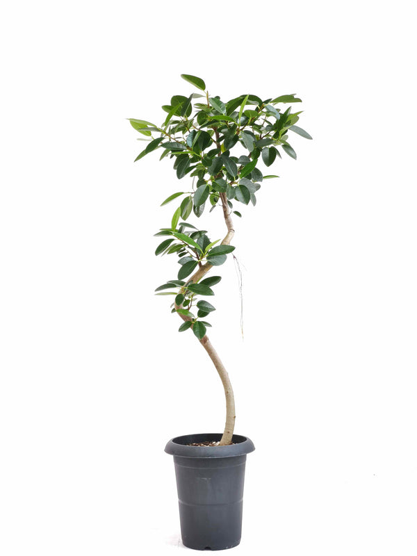 現品商品＠3 フランスゴム 6号（高さ：92.5cm、幅：35cm）