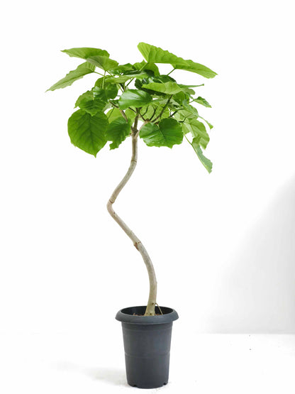 現品商品＠4 ウンベラータ 6号（高さ：95cm、幅：58cm）