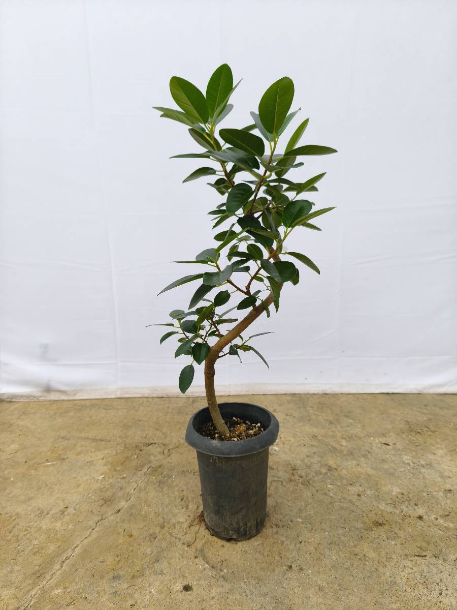 現品商品＠1 フランスゴム 6号（高さ：83cm、幅：40cm）