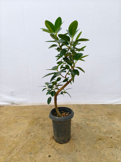 現品商品＠1 フランスゴム 6号（高さ：83cm、幅：40cm）