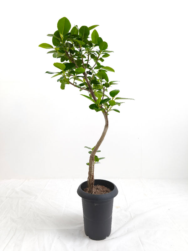 現品商品＠5 フランスゴム 6号（高さ：90cm、幅：43cm）