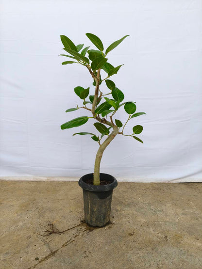 現品商品@3 ベンガレンシス 6号（高さ：87cm、幅：40cm）