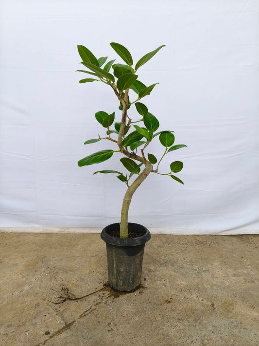現品商品@3 ベンガレンシス 6号（高さ：87cm、幅：40cm）