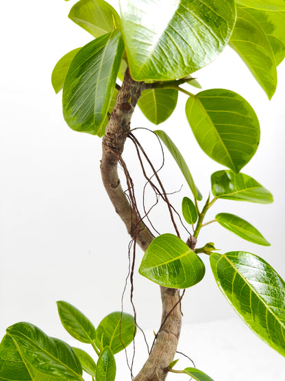 現品商品@6 アルテシマ 6号（高さ：91cm、幅：37cm）