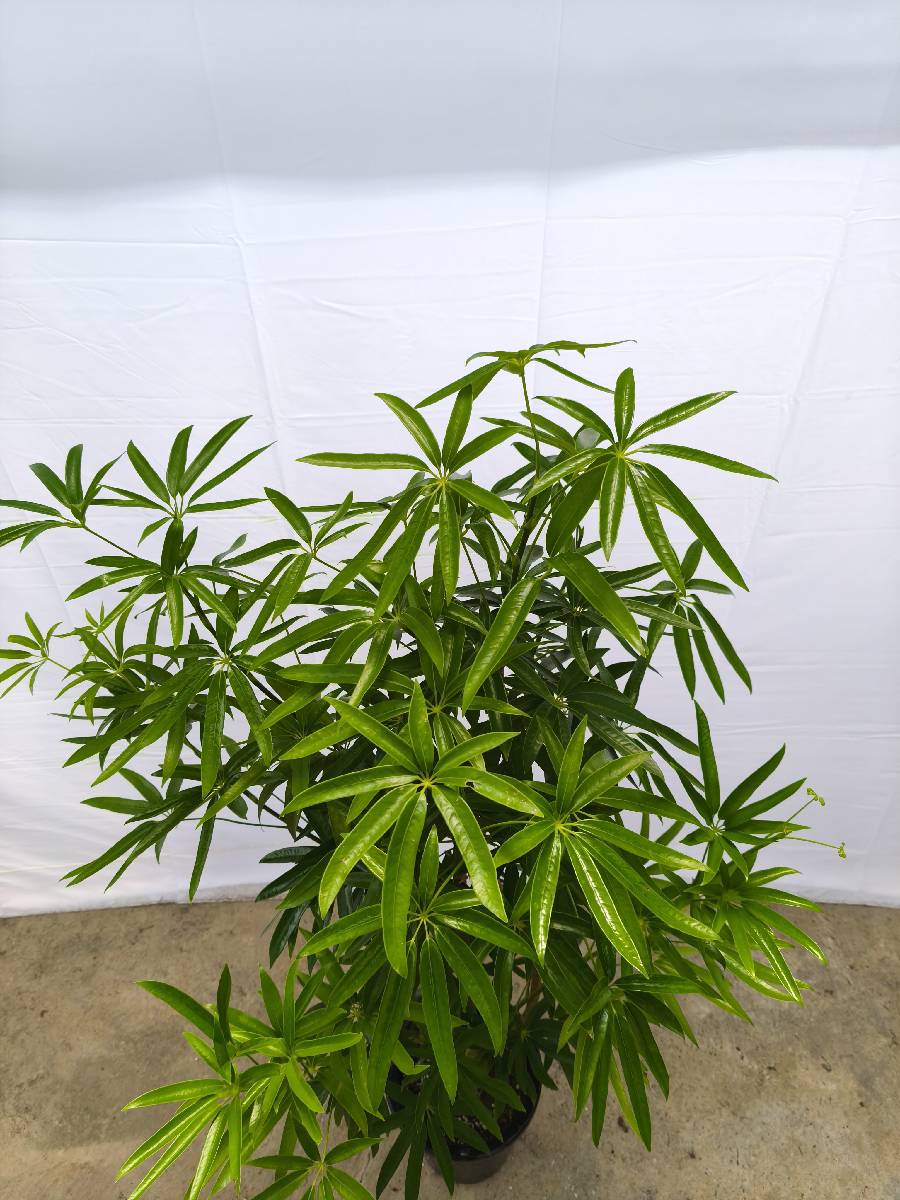 Y6 現品商品＠1 アングスティフォリア 8号（高さ：142cm、幅：90cm）