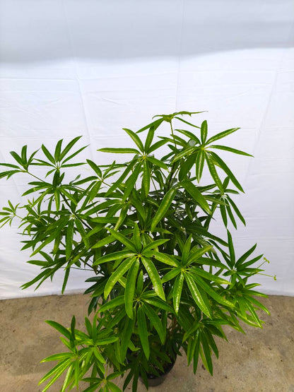 Y6 現品商品＠1 アングスティフォリア 8号（高さ：142cm、幅：90cm）