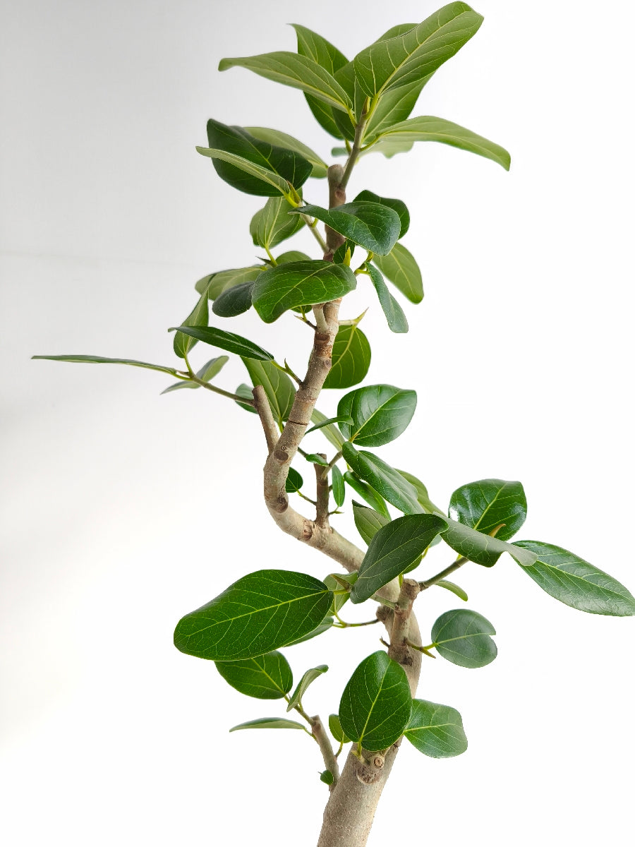 現品商品@4 ベンガレンシス 6号（高さ：84cm、幅：40cm）