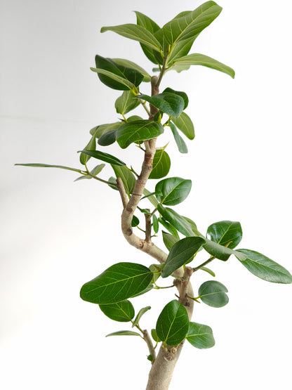 現品商品@4 ベンガレンシス 6号（高さ：84cm、幅：40cm）