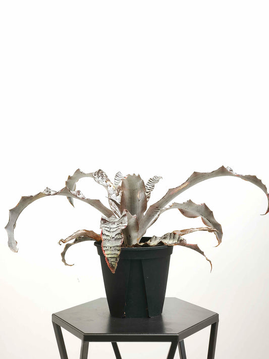 現品商品@1 クリプタンサス・アブソリュートゼロ 4号（高さ：21cm、幅：35cm）