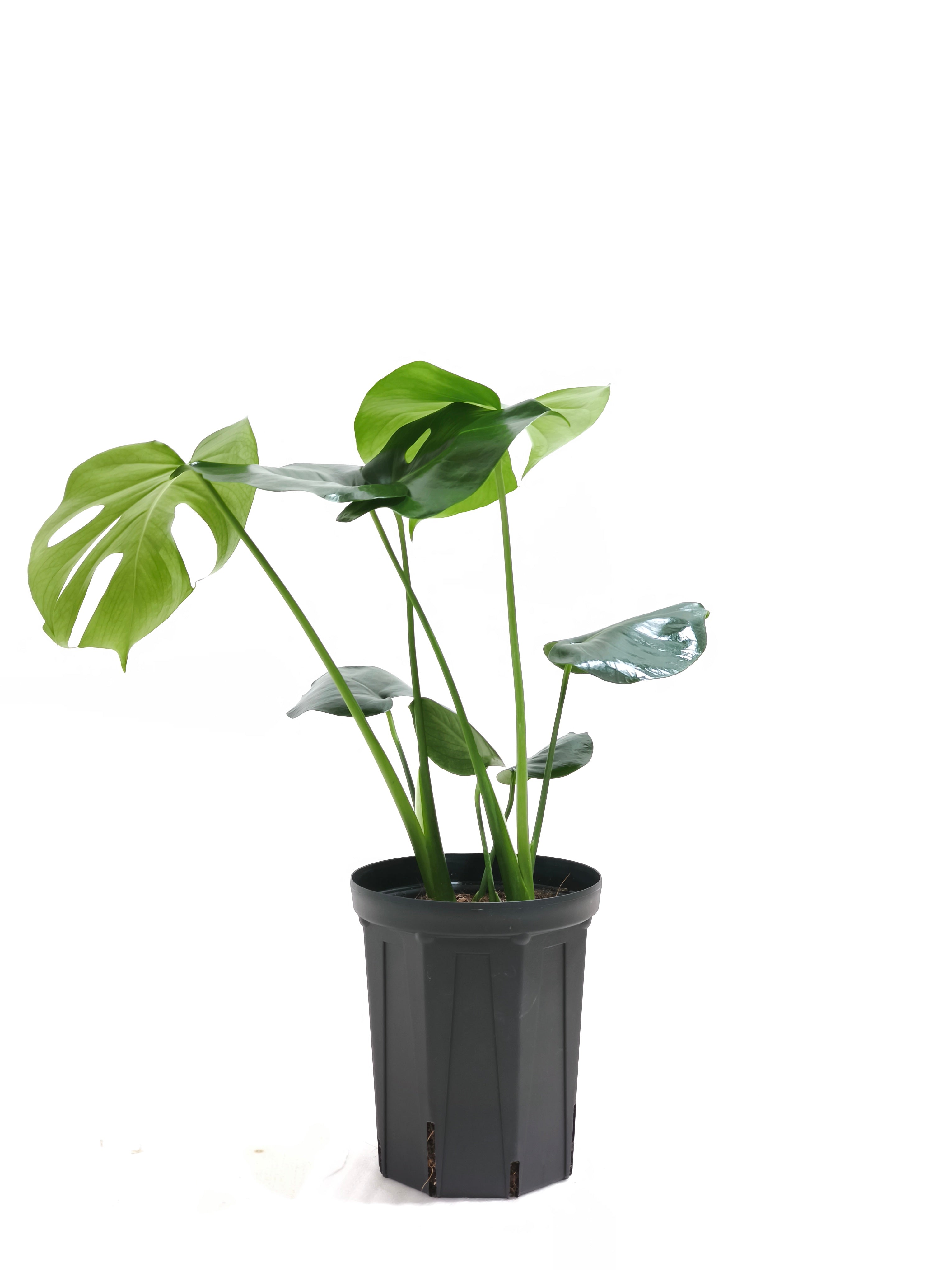 植物園などにある葉の大きな(モンステラ・デリシオーサ)観葉植物
