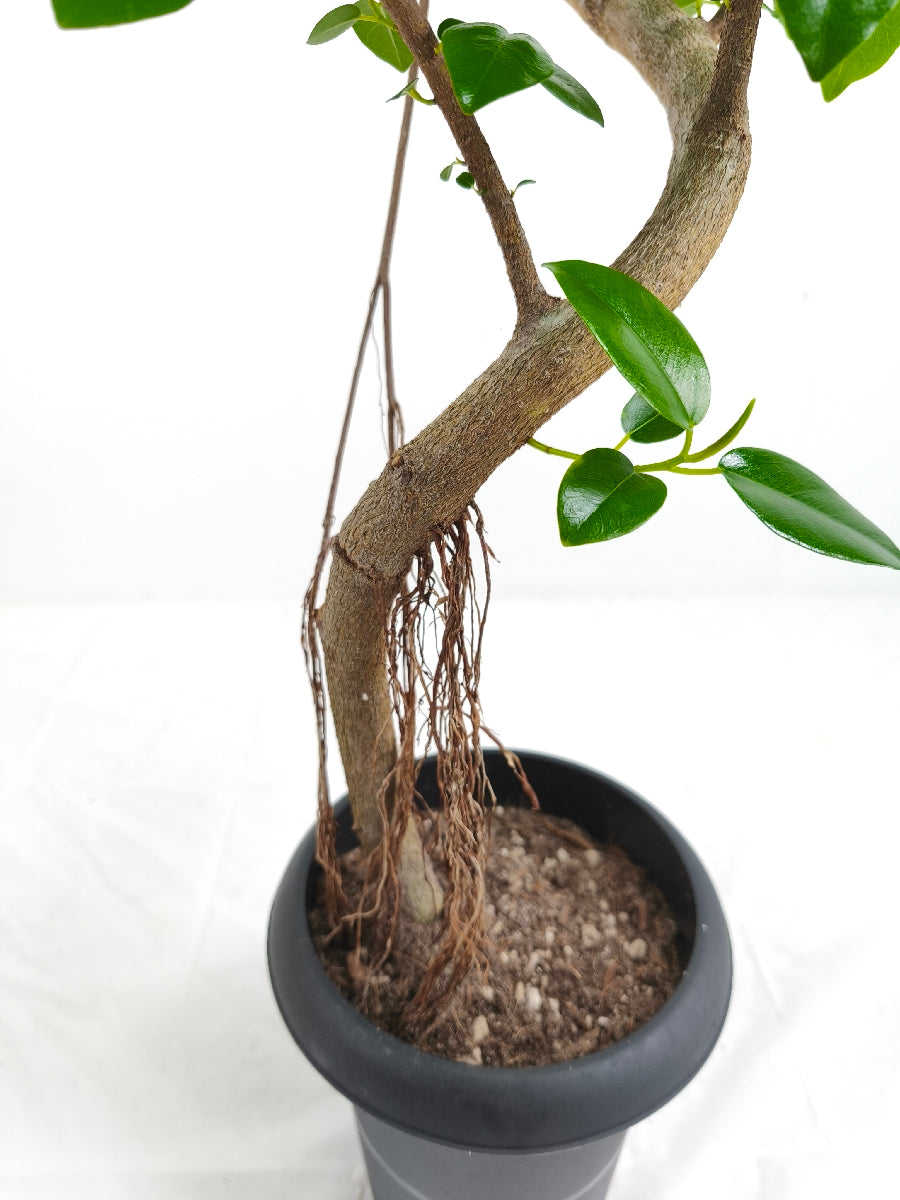 現品商品＠2 フランスゴム 6号（高さ：83cm、幅：41cm）