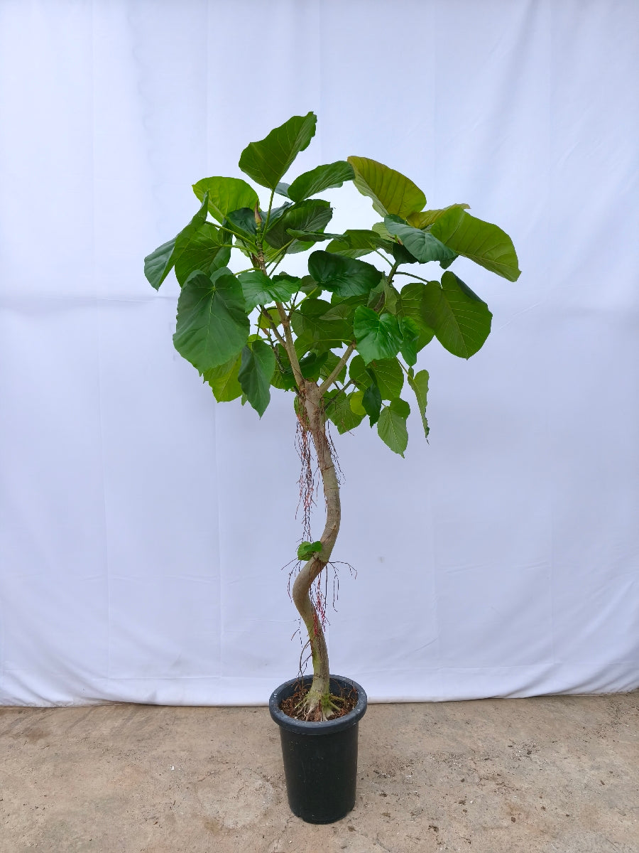 現品商品＠11 ウンベラータ 8号（高さ：160cm、幅：90cm）