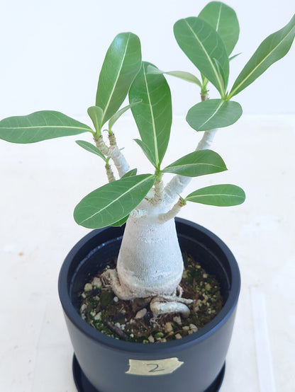 現品商品@2 アデニウム 4号（高さ：31cm、幅：20cm）【同梱可能商品-沖縄発送】