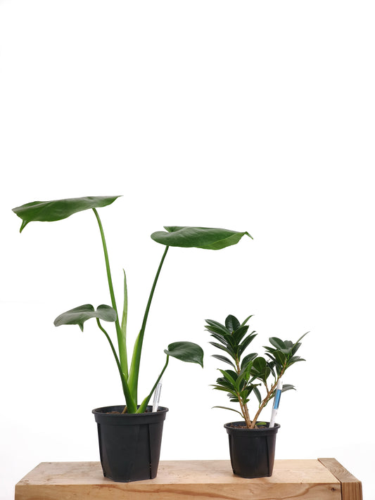 初心者向け 観葉植物2点セット #3
