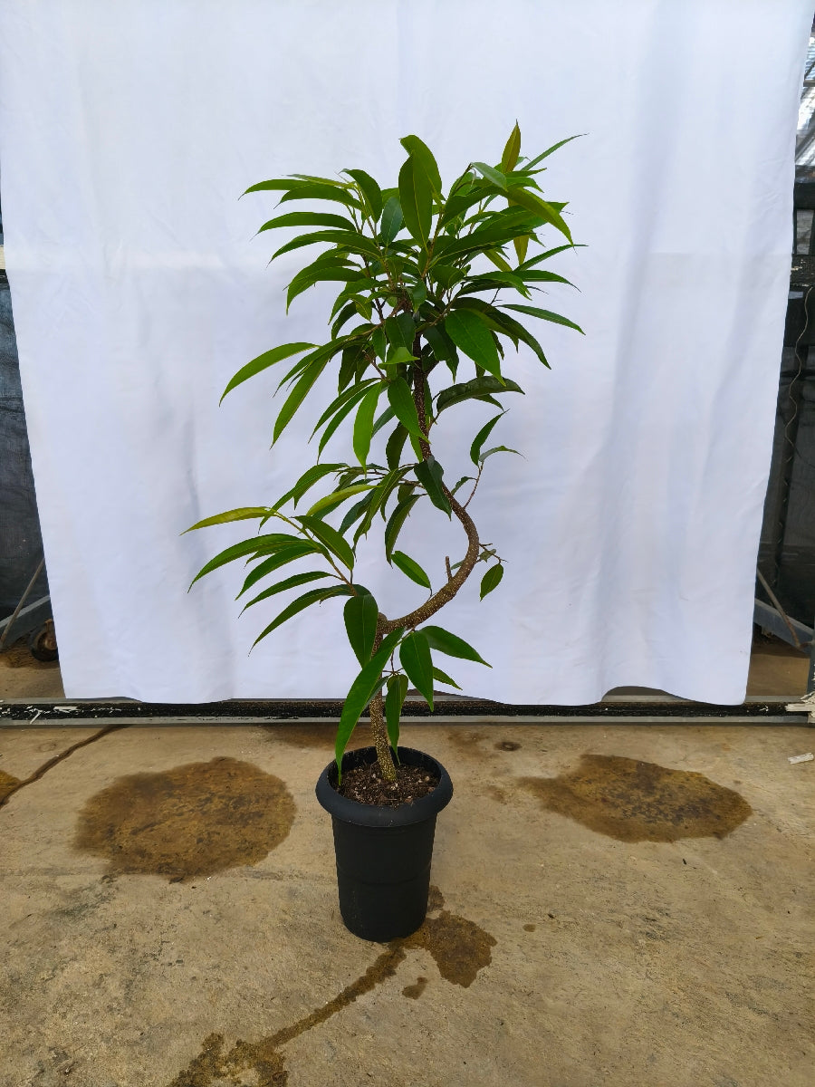 現品商品＠3 アムステルダム 6号（高さ：103cm、幅：55cm）
