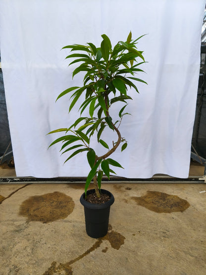 現品商品＠3 アムステルダム 6号（高さ：103cm、幅：55cm）