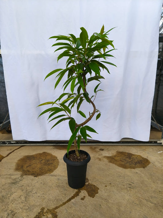 現品商品＠3 アムステルダム 6号（高さ：103cm、幅：55cm）