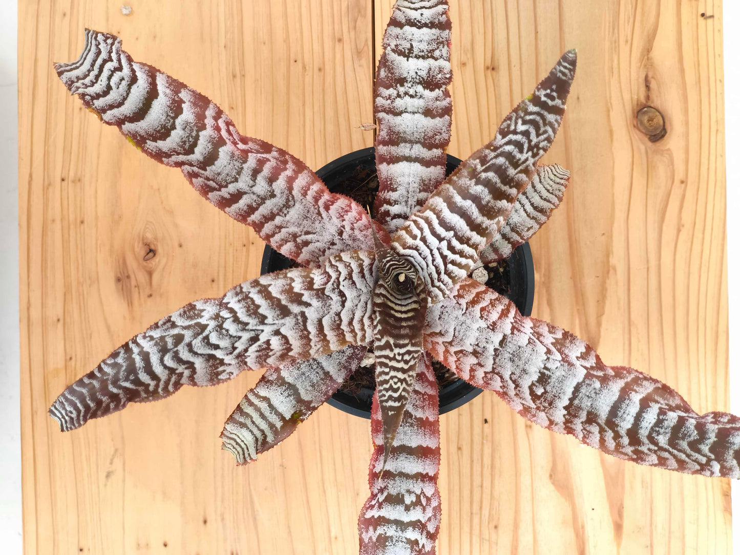 現品商品@3 クリプタンサス・アブソリュートゼロ 4号（高さ：17cm、幅：36cm）