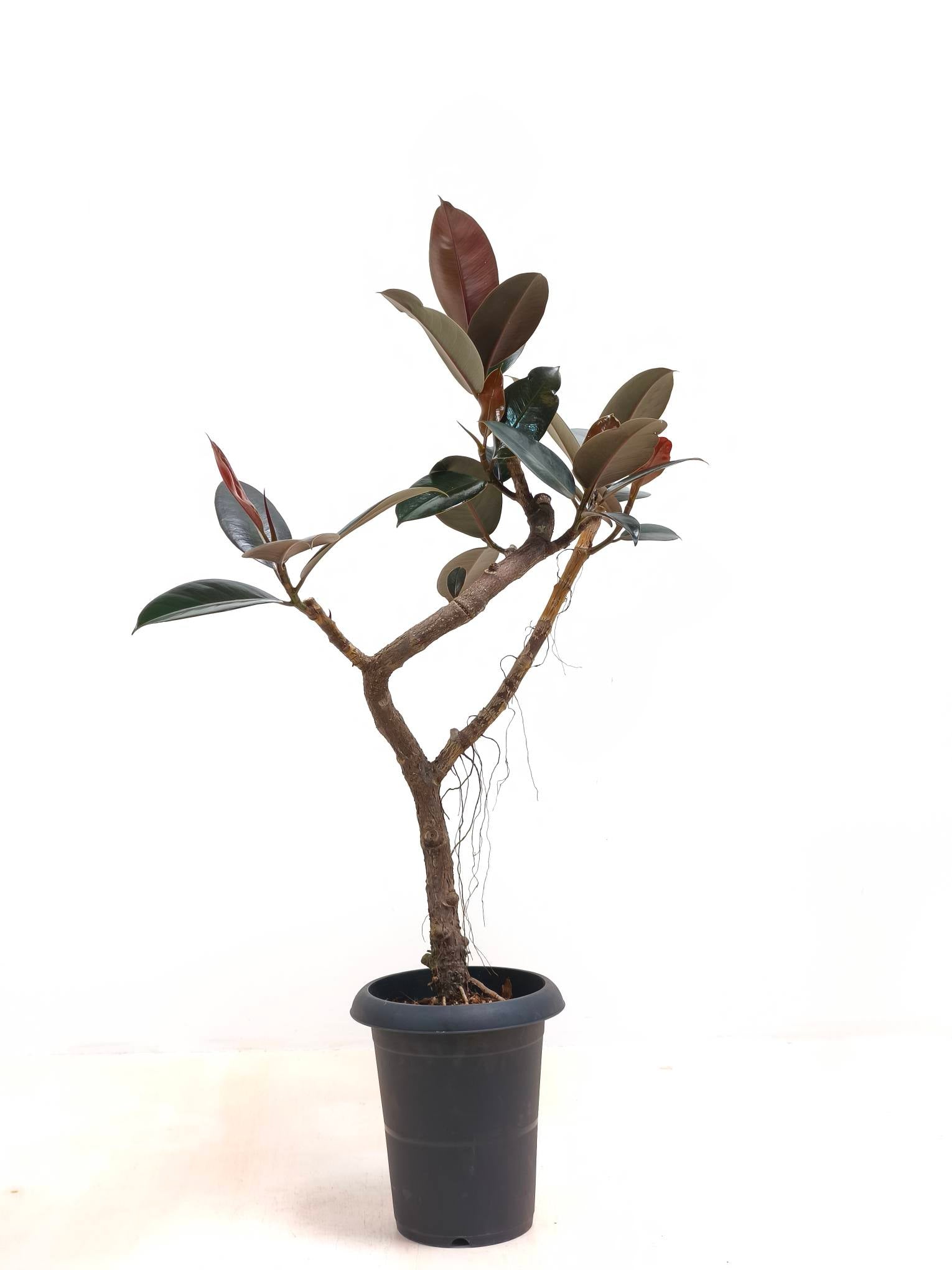 観葉植物 フィカス バーガンディ フィカス・バーガンディ 6号の現品商品 | 観葉植物通販AONOKI
