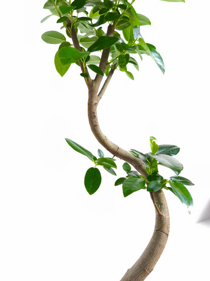 現品商品＠1 フランスゴム 6号（高さ：87cm、幅：39cm）