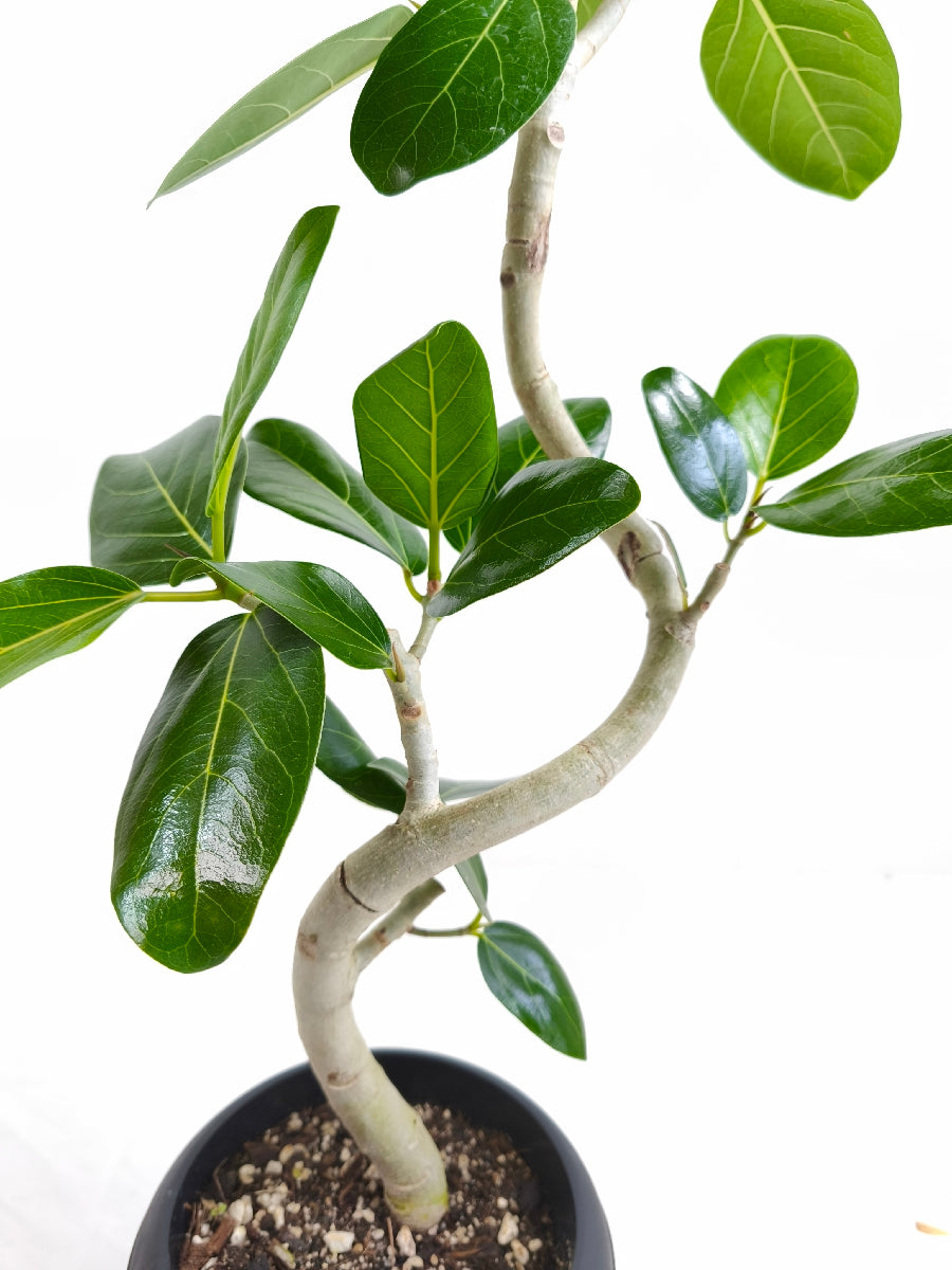 現品商品@1 ベンガレンシス 6号（高さ：85cm、幅：45cm）