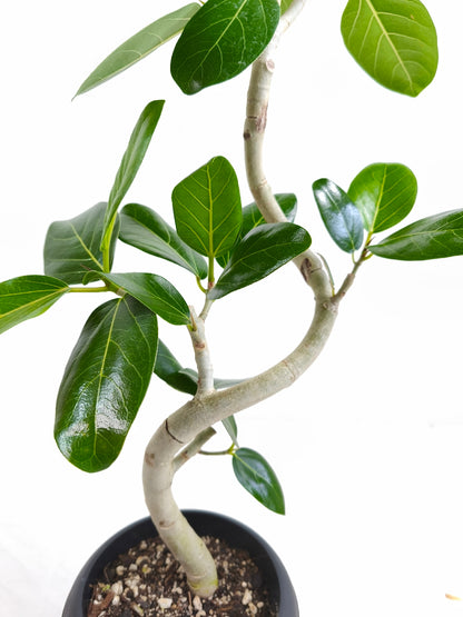 現品商品@1 ベンガレンシス 6号（高さ：85cm、幅：45cm）