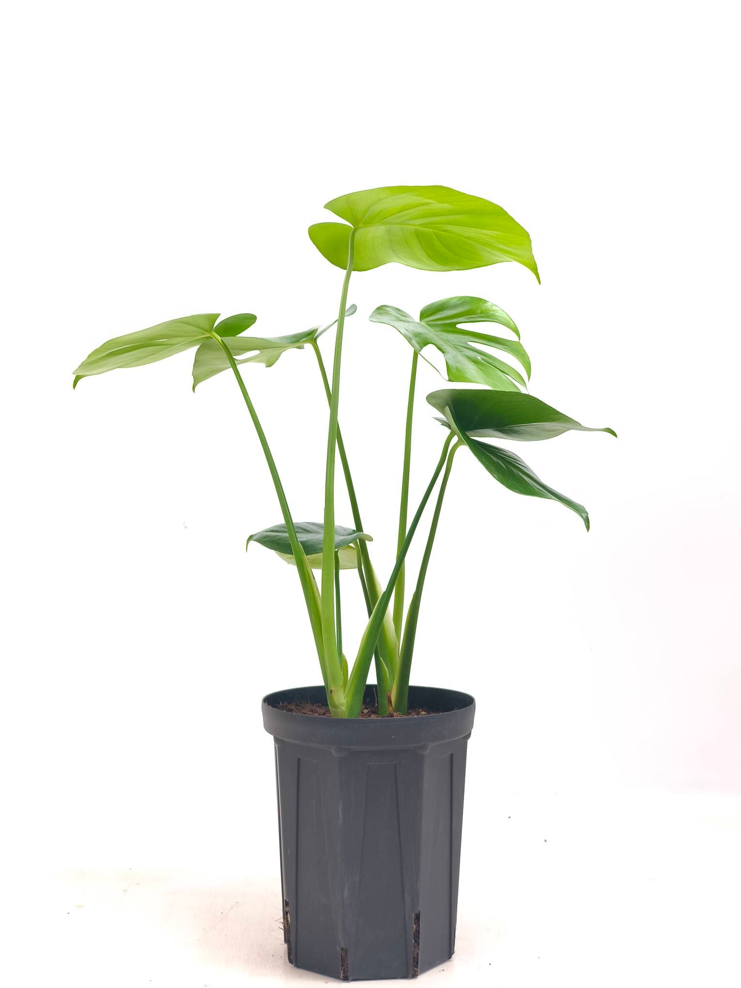 現品商品＠2 モンステラ・デリシオーサ 6号（高さ：61cm、幅：50cm）