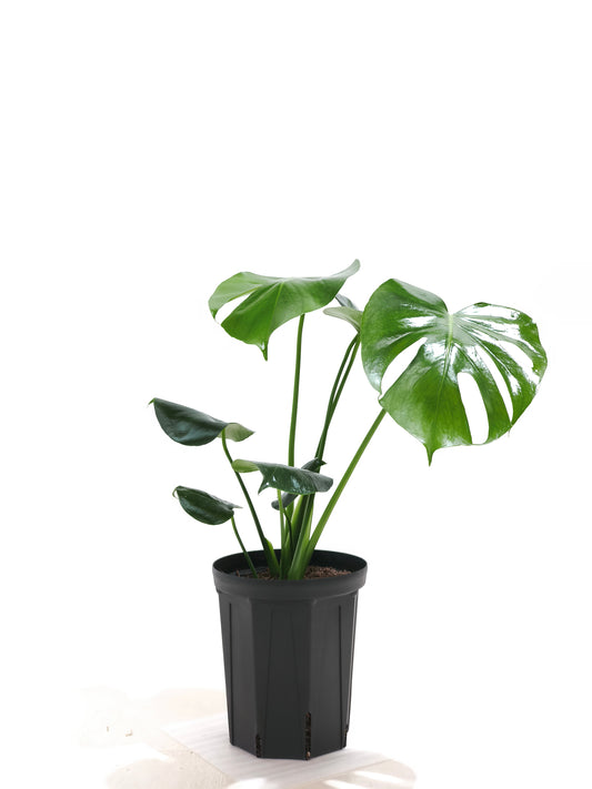現品商品＠1 モンステラ・デリシオーサ 6号（高さ：55cm、幅：50cm）