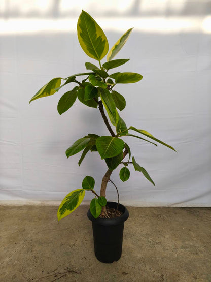 現品商品@3 アルテシマ 6号（高さ：98cm、幅：50cm）