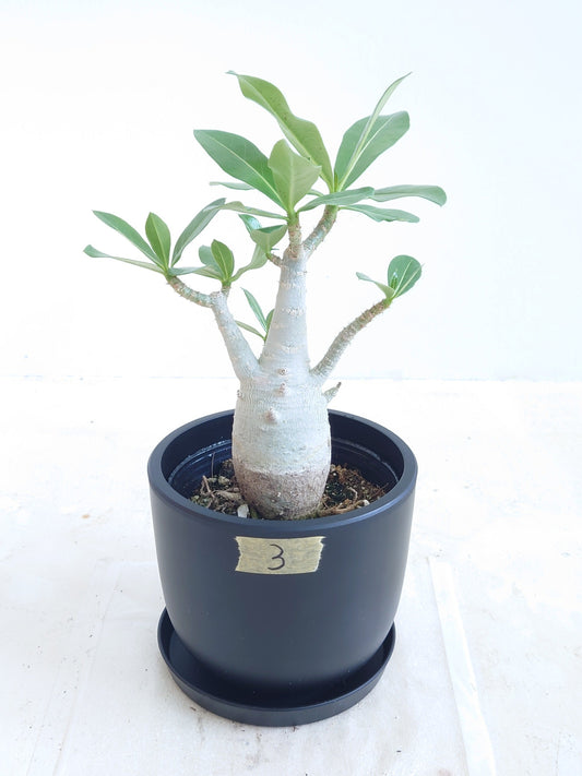 現品商品@3 アデニウム 4号（高さ：29cm、幅：17cm）【同梱可能商品-沖縄発送】