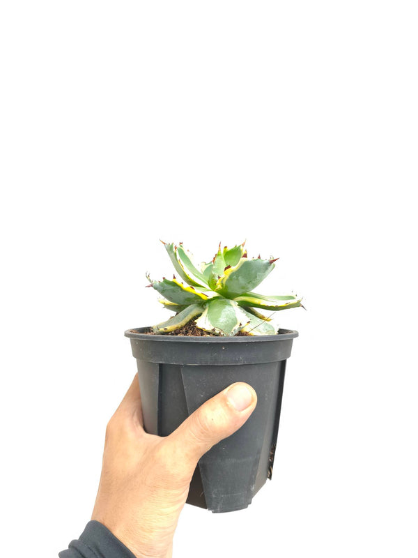 現品商品@3 アガベ”兜蟹錦” 4号（高さ：18.5cm、幅：12cm）