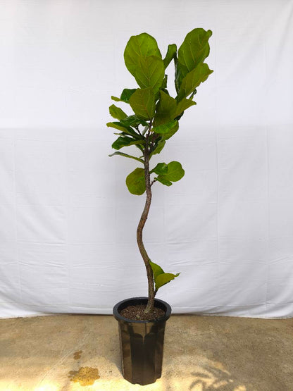 現品商品＠1 カシワバゴム 10号（高さ：175cm、幅：57cm）