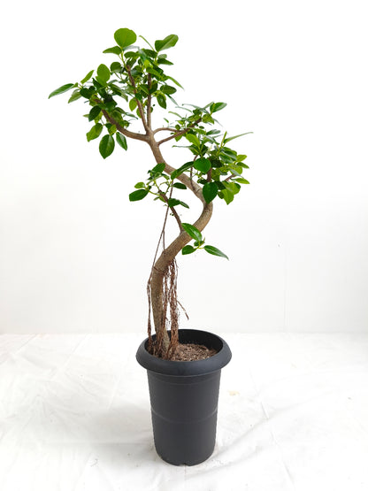 現品商品＠2 フランスゴム 6号（高さ：83cm、幅：41cm）