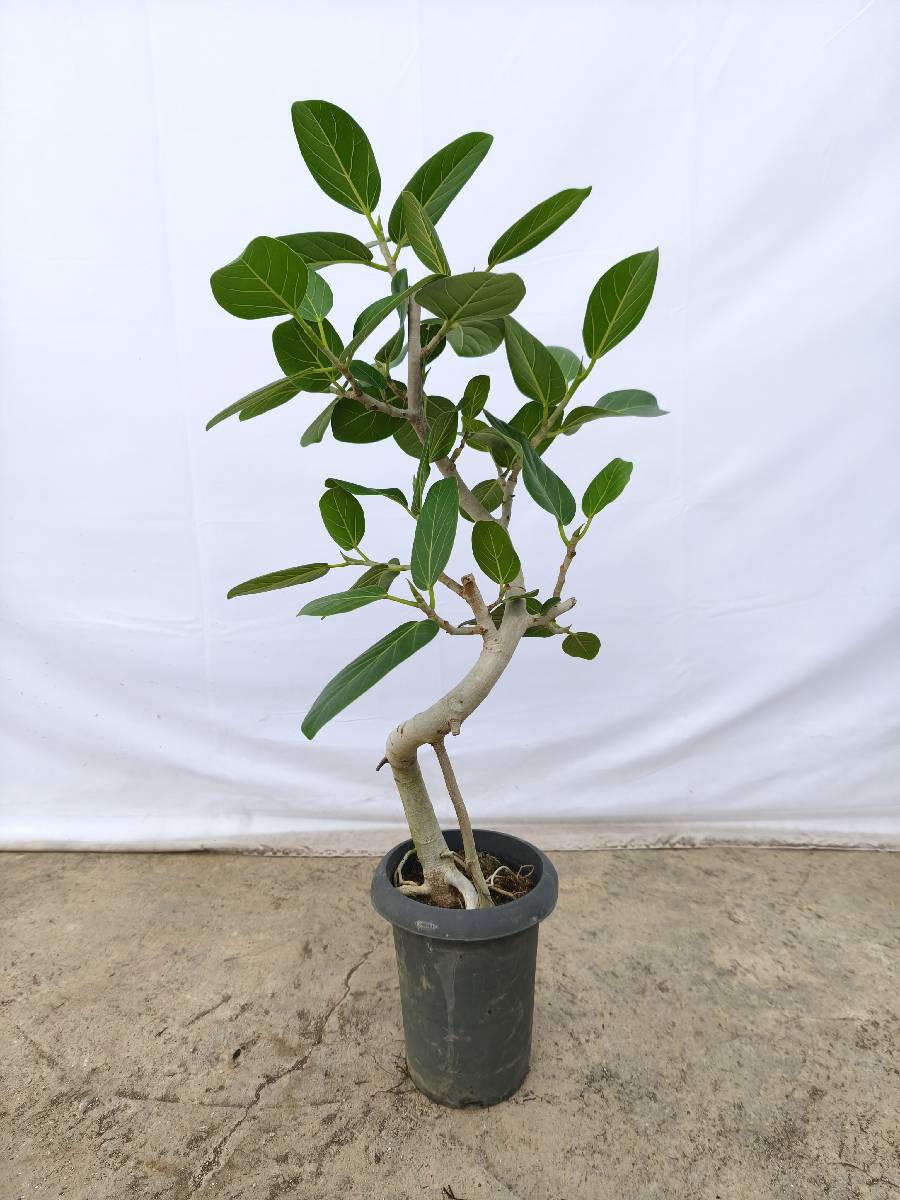 現品商品@1 ベンガレンシス 6号（高さ：86cm、幅：46cm）