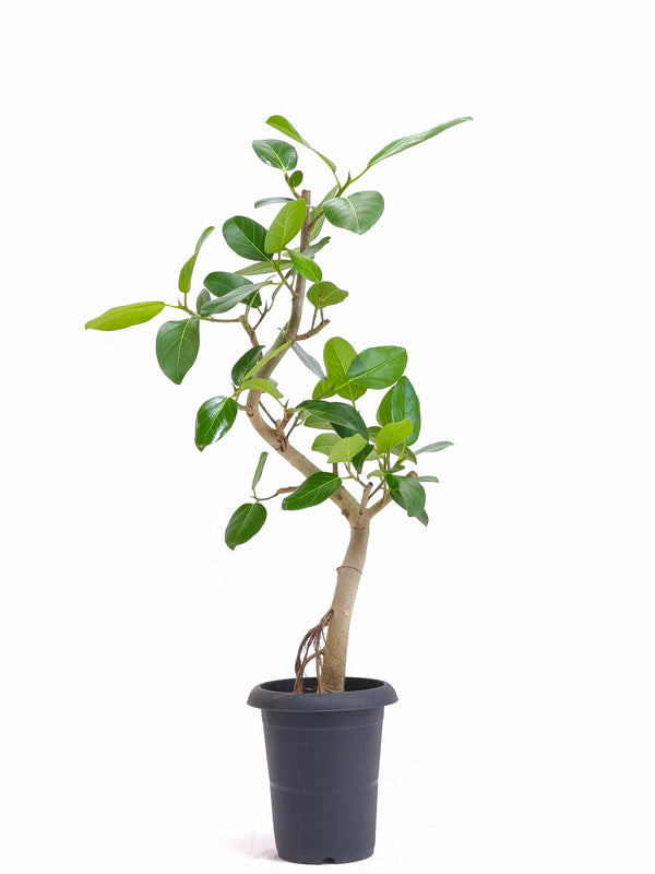 現品商品@1 ベンガレンシス 6号（高さ：90cm、幅：46cm）