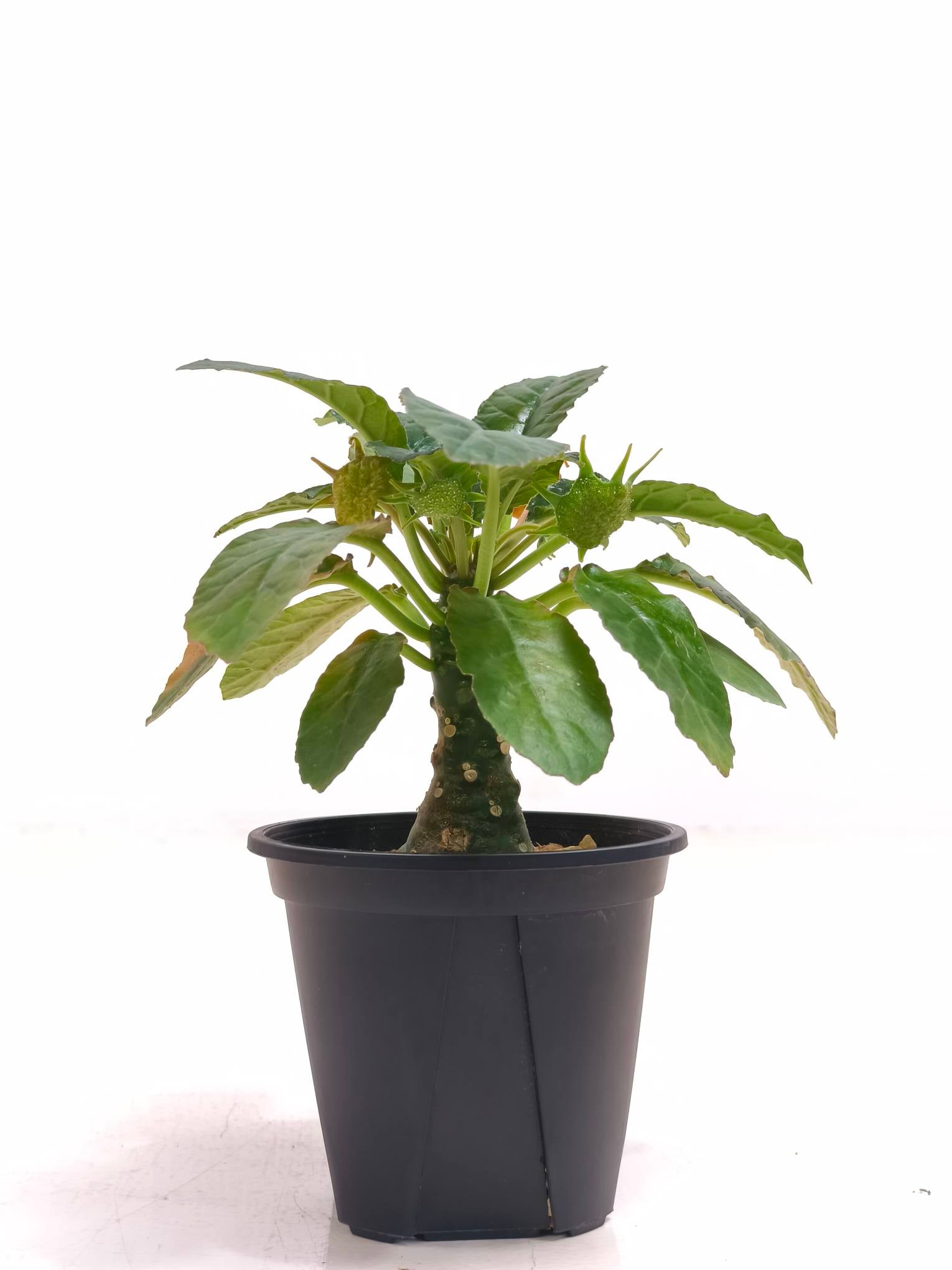 ドルステニア・フォエチダ hybの現品商品 | 観葉植物通販AONOKI