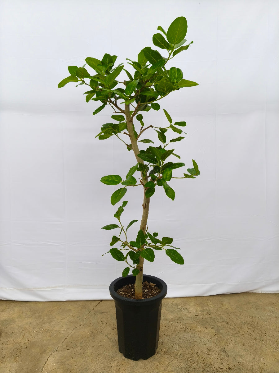 現品商品@12 ベンガレンシス 10号（高さ：170cm、幅：60cm）