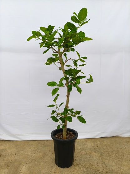 現品商品@12 ベンガレンシス 10号（高さ：170cm、幅：60cm）