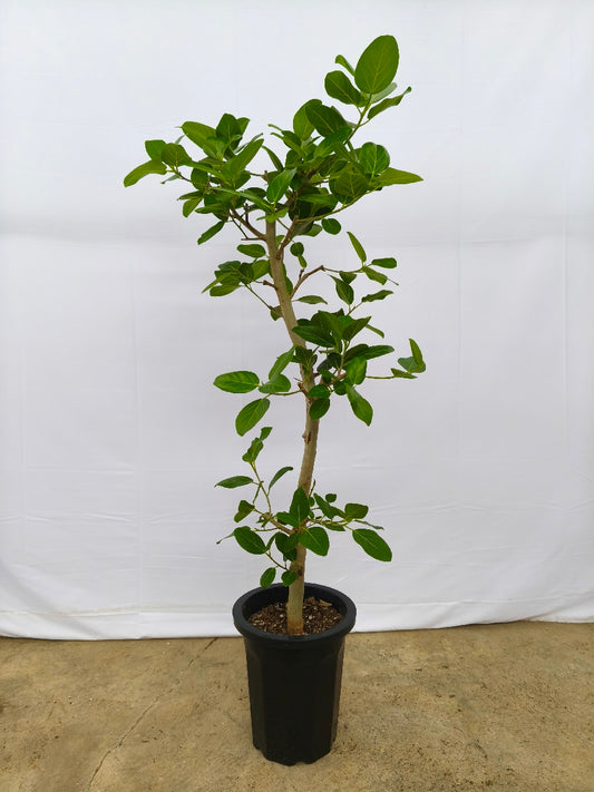現品商品@12 ベンガレンシス 10号（高さ：170cm、幅：60cm）